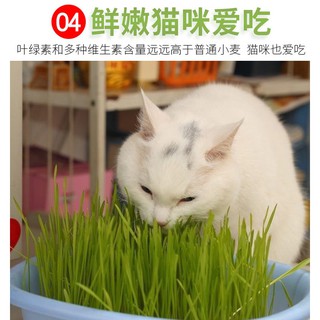 Deemar หญ้าแมวแบบกล่อง ครบชุดพร้อมปลูก ต้นอ่อนข้าวสาลี หญ้าเเมว  สำหรับสัตว์เลี้ยง หญ้าแมว YC209