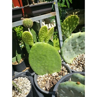 Opuntia inamoena แพดขนาด 5~6 นิ้ว