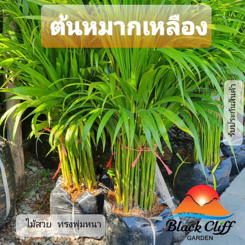 ต้นหมากเหลือง-yellow-palm-หมากเหลือง-สวนเขาหมาก-ไม้ประดับ-ทำรั้ว-กั้นแสง-home-decoration-รับประกันสินค้า