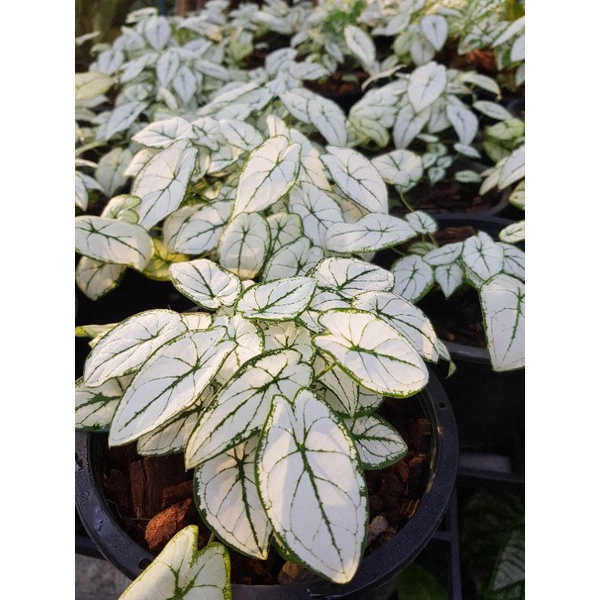 ต้น-mini-caladium-christmas-peper