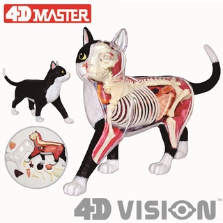 (พร้อมส่ง) 4D Vision - Cat Anatomy Model (BLACK)