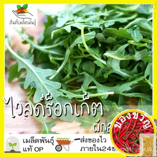 เมล็ดอวบอ้วน100%เมล็ดพันธุ์ ไวลด์ร็อกเก็ต 400เมล็ด Wild Rocket Seed เมล็ดพันธุ์แท้100%นำเข้าจากต่างประเทศ ปลูกผัก สวนครั