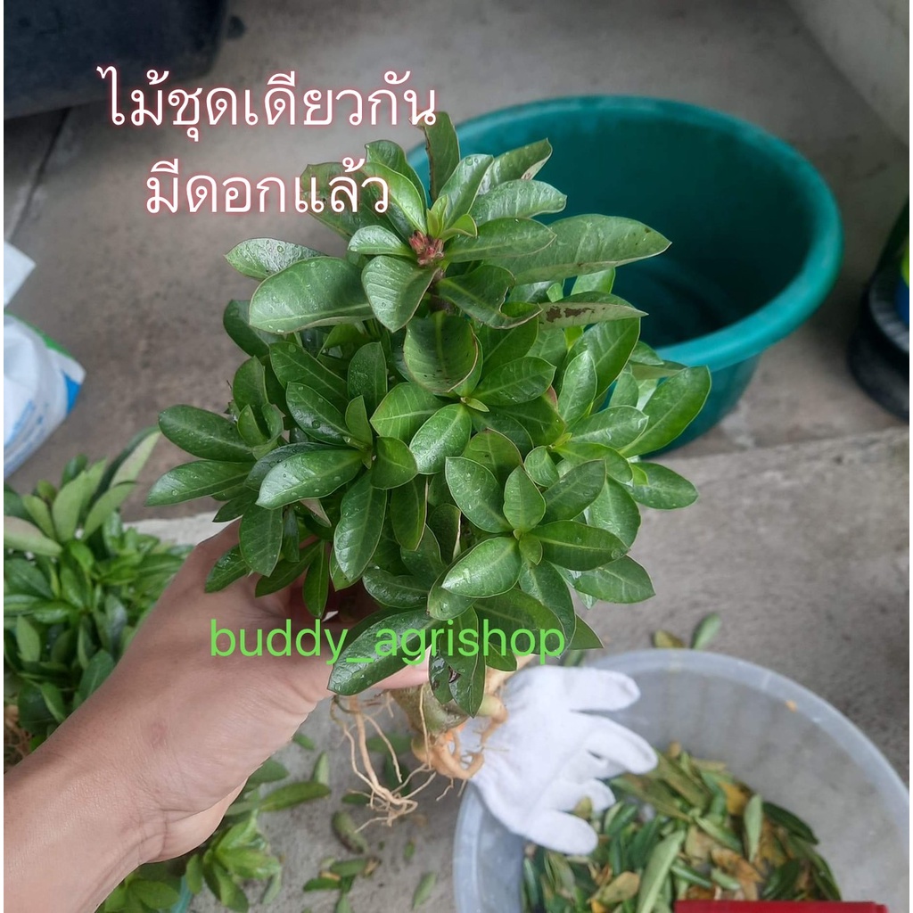 ชฎาผสมเขาหินซ้อน-a-ลูกไม้ชวนชม-ส่งแบบล้างราก-ไม่มีกระถาง-ไม่มีดิน-พันธุ์ดีตามรูป-ไม้มงคล-ราคาถูกมาก-เริ่มออกดอกแล้ว