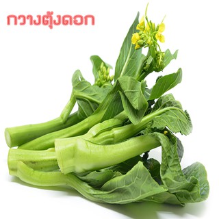 ภาพหน้าปกสินค้า🌱เมล็ดพันธุ์ผัก กวางตุ้งดอก พันธุ์พื้นบ้าน 500 เมล็ด 10 บาท 📌งอกดีมีคู่มือการปลูก / เมล็ดผักสวนครัว เมล็ดผัก เมล็ดพันธุ์ ที่เกี่ยวข้อง