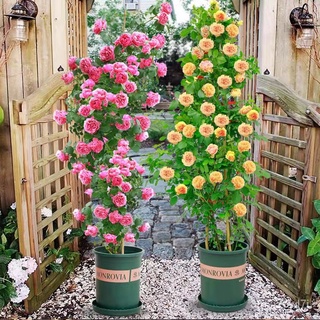 （รับประกันหลังการขายงอก100%）100เมล็ด/ซอง กุหลาบเลื้อย เมล็ดดอกไม้ Climbing Rose Flower Seeds เมล็ดบอนสี เมล็ดดอกไม้ บอนส