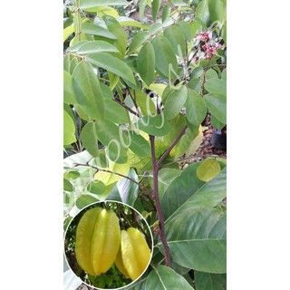 ต้นมะเฟืองหวาน (มาเลฯ) รสชาติหวานหอม ผลใหญ่ ลกดก สูง 60-70 cm. (1ต้น/แพ็ค)