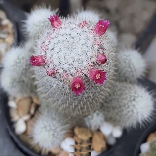 (baiyt)กระบองเพชร แคคตัส cacuts Mammillaria Geminispina / แมมมิลลาเรีย  เจมินิสพิน่า （นี่มันเมล็ดพืช ไม่ใช่พืช!）