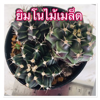 แคคตัส ยิมโนไม้เมล็ด Gymnocalycium mihanovichii