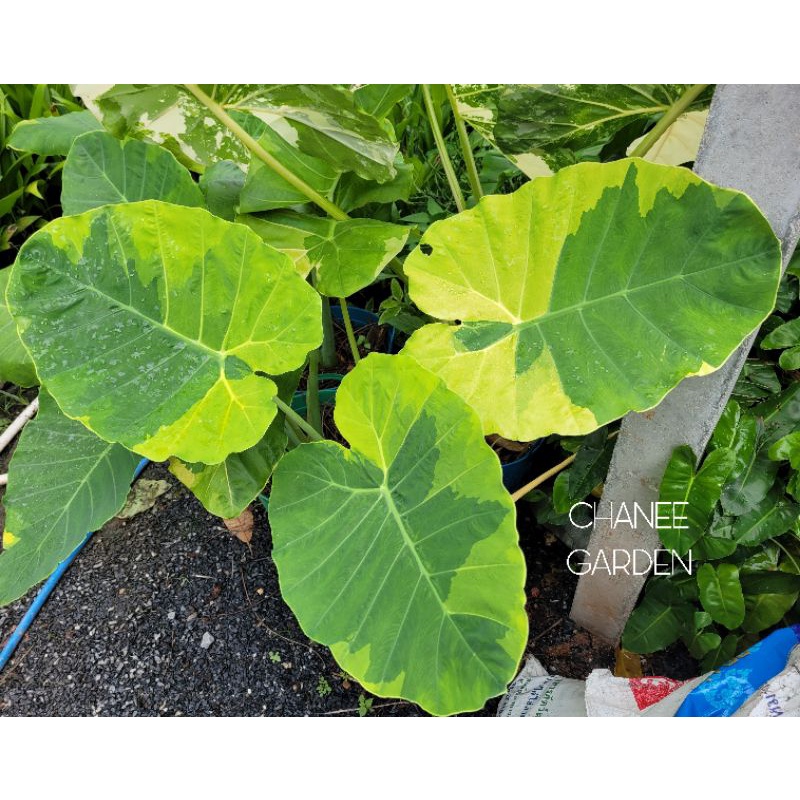 ออดิบด่างเหลืองอันดามัน-colocasia-gigantea-yellow-andaman