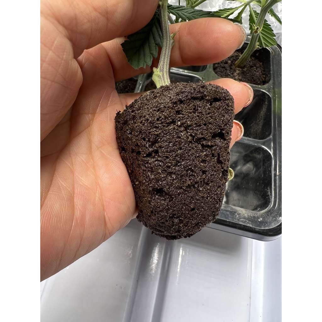root-riot-planter-cubes-for-germination-ของแท้-100-วัสดุปลูกสำหรับปักชำ-เพาะเมล็ด