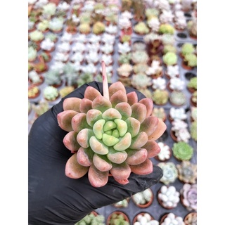 Echeveria Bean Red Color