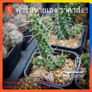 สวนขายเอง! ยูโฟเบียสไปรัลลิส Euphorbia spiralis กอ ไซส์กระถาง 2 นิ้ว แคคตัส กระบองเพชร ต้นไม้ประดับ อวบน้ำ  แคนตัส