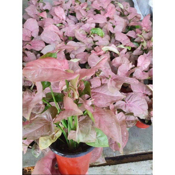 ออมชมพู-syngonium-hybrid-pink-สายหวานมาแล้วจ้า-ออมชมพู-หวานๆ-ส่งพร้อมกระถาง