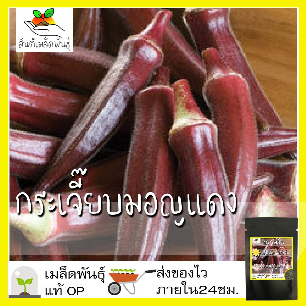 เมล็ดพันธุ์-กระเจี๊ยบมอญ-สีแดง-30-เมล็ด-red-burgundy-okra-seed-เมล็ดพันธุ์แท้-50-เมล็ด-ไม่ใช่พืชที่มีชีวิต