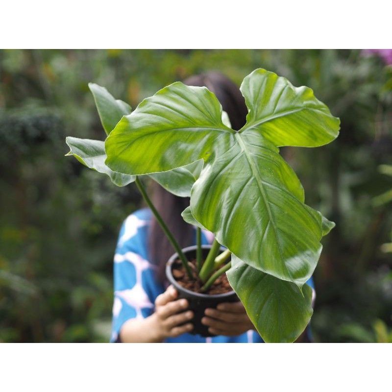 Philodendron barrosoanum | Shopee Thailand