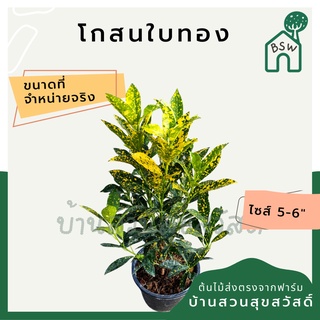 โกสนใบทอง กระถาง 5-6 นิ้ว ต้นโกสน เป็นไม้แดด ไม้ด่างสวย ใบสีสันสดใส