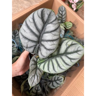 🌪🌪🌪Alocasia Silver Dragon 🌪🌪🌪 ดราก้อนซิลเวอร์