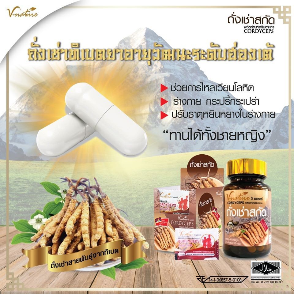 พร้อมส่ง-v-nature-ถั่งเช่า-คอดีเซ็ปส์-จากทิเบต-cordyceps-ซี-เนเชอร์-ถังเช่า-artiscent-มหัศจรรย์แห่งสมุนไพรจักรพรรดิ