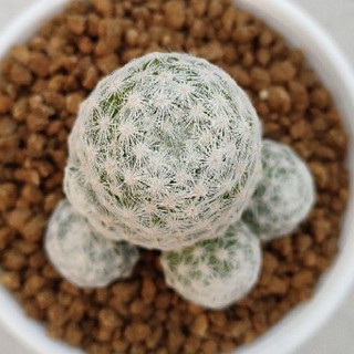 Cake Cactus Farm กระบองเพชร Mammillaria hamboldtii แมมลูกกอล์ฟ