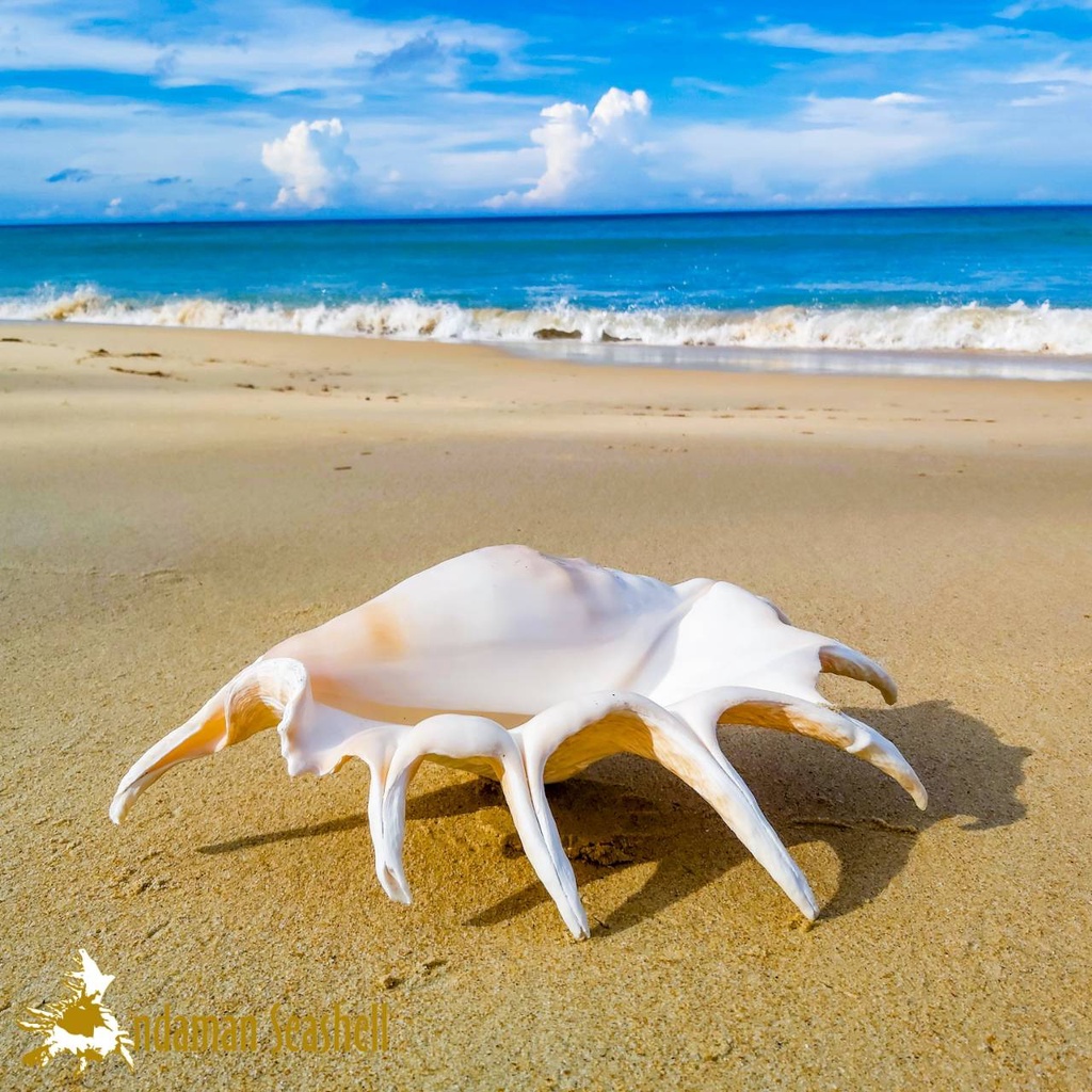 andaman-seashell-เปลือกหอย-หอยมือนาง-lambis-truncata