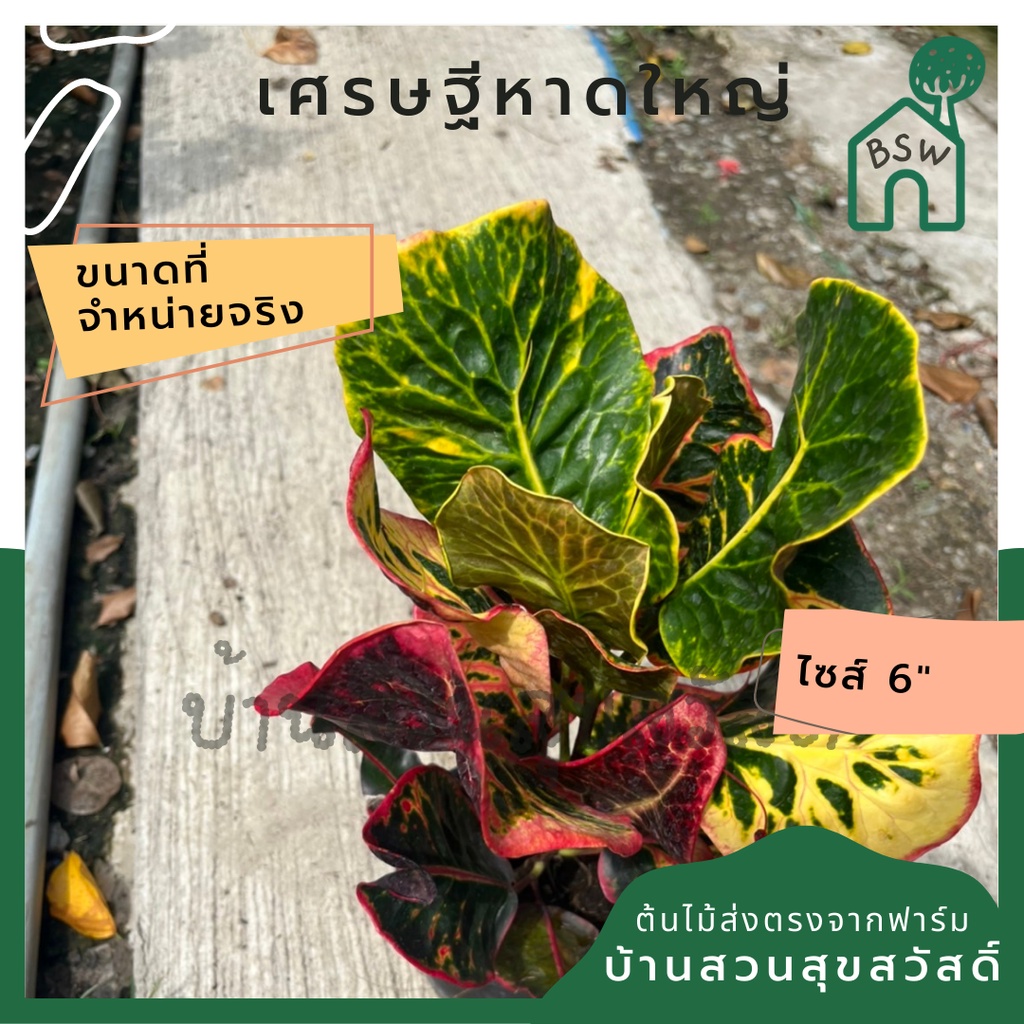 ต้นโกสน-เศรษฐีหาดใหญ่-พร้อมกระถาง-6-นิ้ว