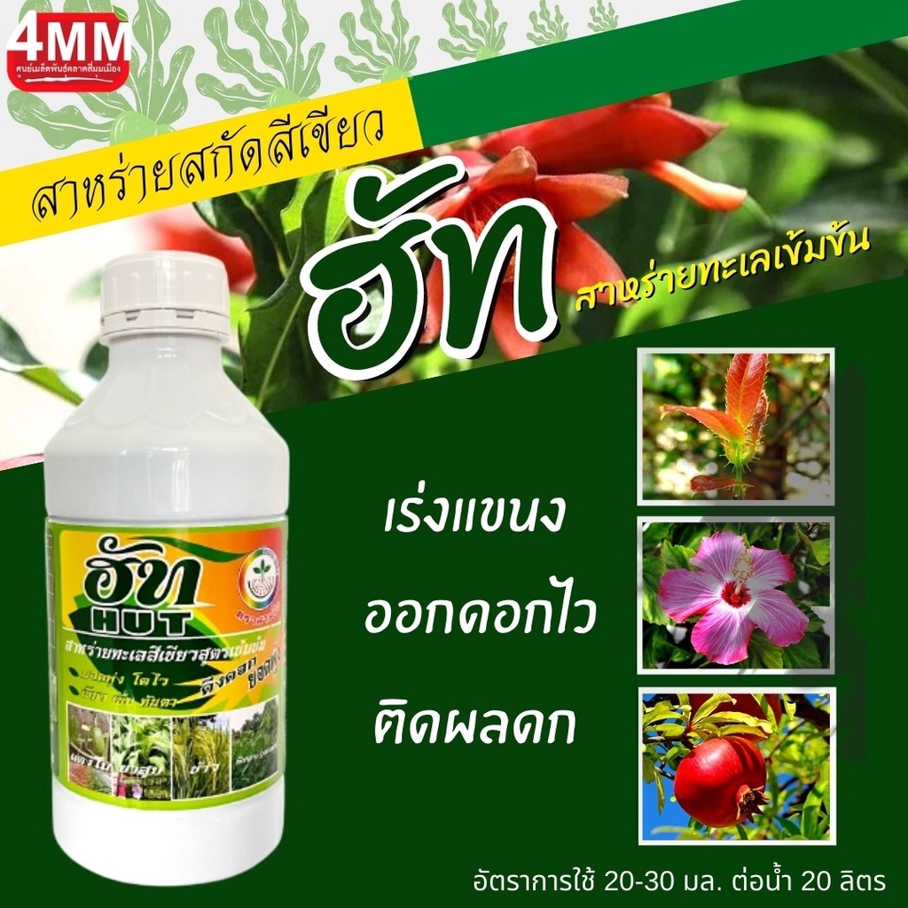 ฮัท-ขนาด-1-000-ซีซี-สาหร่ายทะเลสีเขียวสูตรเข้มข้น-ช่วยในการแตกยอดใบใหม่-กระตุ้นการแตกตาดอก