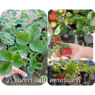 🌱🍓อเมริกาจัมโบ้ต้นกล้าสตรอว์เบอร์รี่☘️ในถุงชำ+คู่มือแนะนำ