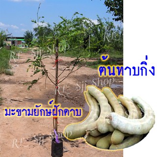 ( 1 ต้น)🌳มะขามยักษ์ฝักโค้งดาบ🌳ผลฝักใหญ่ เนื้อเยอะ น้ำหนักดี ฝักดก ต้นกล้าสูง 80-90 ซม. ทาบกิ่ง สินค้าพร้อมส่ง