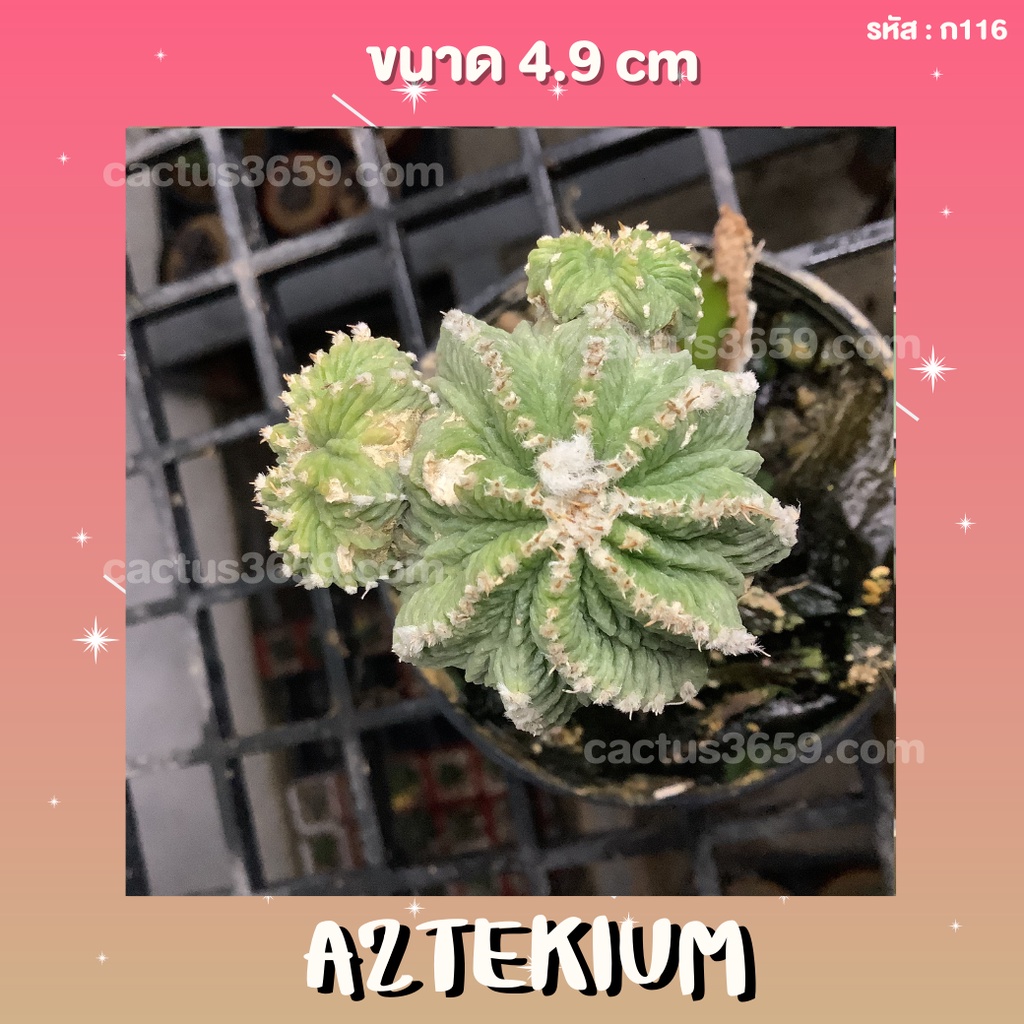 ไม้กราฟ aztekium ขนาด 4.9 cm ( ก 116 ) | Shopee Thailand