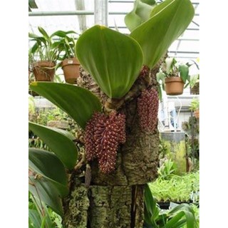 กล้วยไม้สิงโตแบคคาริไอ Bulbophyllum beccarii 1-2 ใบ