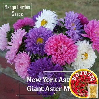 New Pot Friendly* Tanam Pasu, China Aster, Bunga Besar (Its a seed, not a plant!)Mango Garden鲜花/园艺/裙子/通心菜/芹菜/木瓜/种子/母婴/苹