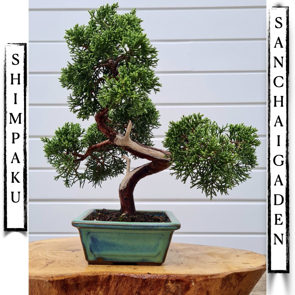 บอนไซ shimpaku นำเข้าญี่ปุ่น | Shopee Thailand