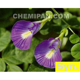 [CHEMIPAN] หัวน้ำหอม กลิ่นดอกอัญชัน (Anchan Fragrance) 100g.