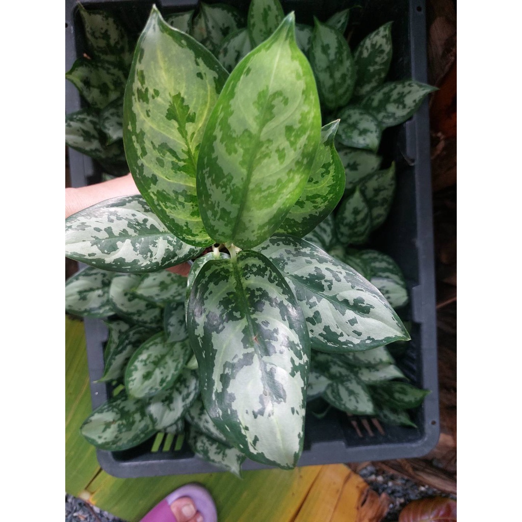 ต้นตวงเงินตวงทอง-เกล็ดมรกต-เศรษฐีเรือนเงิน-ไม้มงคลตระกูล-อโกลนีมา-aglaonema-กระถาง-3-นิ้ว