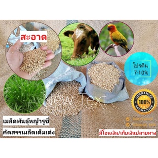 สินค้า เมล็ดหญ้ารูซี่ บรรจุ1 กก.(พร้อมส่ง) งอกดี90% ราคาถูก