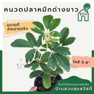 หนวดปลาหมึกด่าง ไม้แดด มาในกระถางพร้อมตั้ง