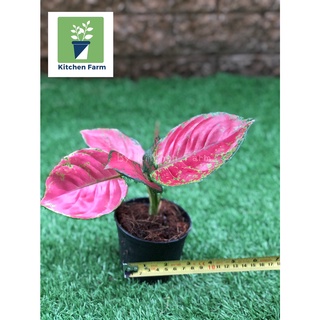 อโกลนีมา ซุปเปอร์เรด Aglaonema Super Red ไม้มงคล ไม้ประดับ ไม้ฟอกอากาศ