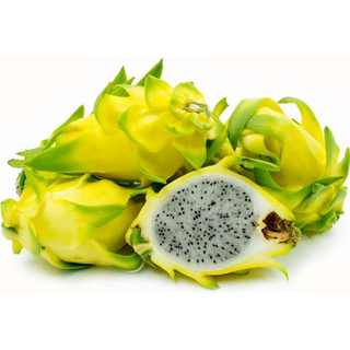 กิ่งพันธุ์แก้วมังกรอิสราเอล Yellow Dragon fruit from Israel ขึ้นชื่อว่าเป็นแก้วมังกรที่อร่อยที่สุดในโลก