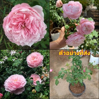 (1ต้น) ดอก ต้น กุหลาบ ญี่ปุ่น พลูม plume rose สีชมพู buncha