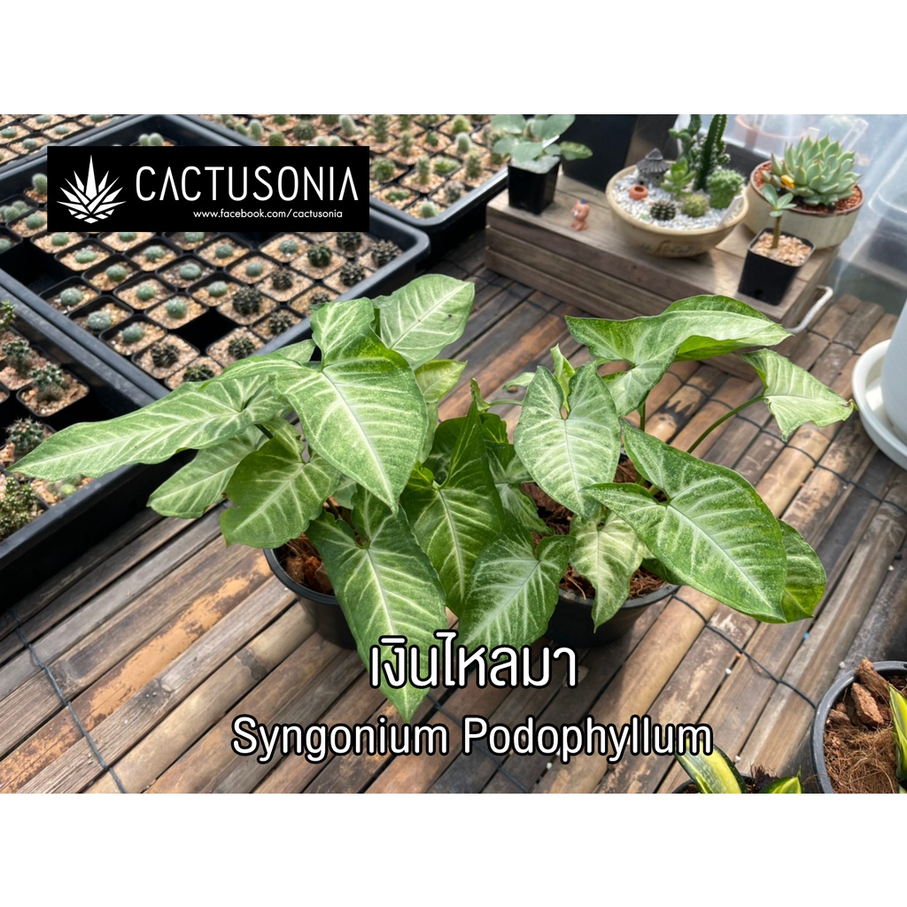 เงินไหลมา-syngonium-podophyllum-ออมเงินไหลมา