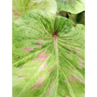 Caladium Hybrids บอนสีลูกไม้​