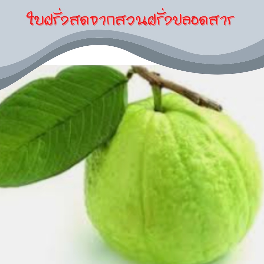 ใบฝรั่งสดเก็บตามออเดอร์-ใบฝรั่งจากสวนปลอดสาร-เจ้าของปลูกเองขายเอง-ใบฝรั่งออแกร์นิก-แพค50ใบ