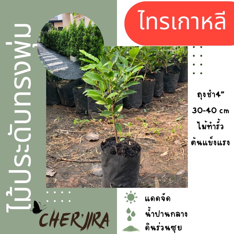 ไทรเกาหลี-ถุงชำ4-ขนาด-20-30-cm-สั่งขั้นต่ำ-5-ต้น