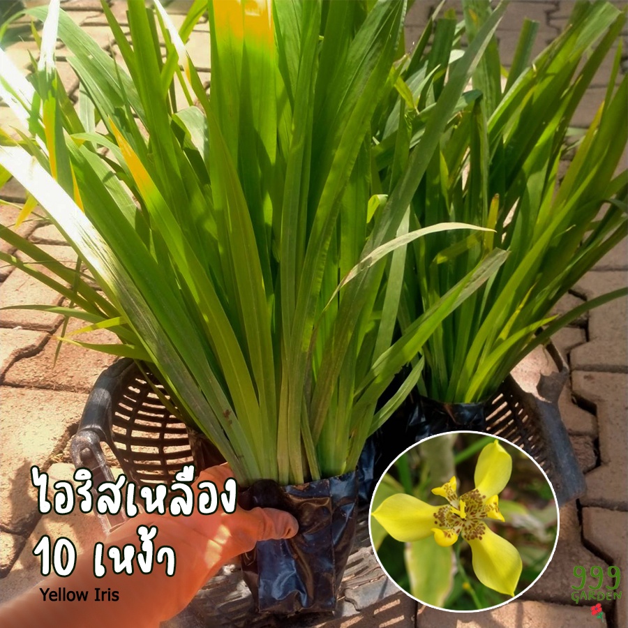 ต้นไอริส-สีเหลือง-10เหง้า-ไอริสเหลือง-ไอริส-999garden