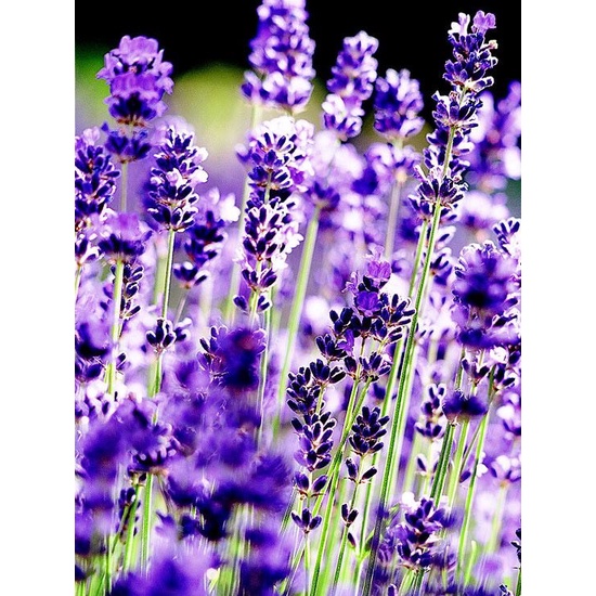 ก้านหอม-ปรับอากาศ-diffuser-กลิ่น-aromatica-lavender-ผ่อนคลายสไตล์-ทุ่งลาเวนเดอร์-50ml-ฟรี-ก้านไม้กระจายกลิ่น-no-box