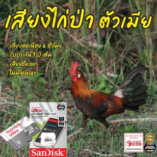 เสียงต่อไก่ป่า ตัวเมีย ยาว 6ชั่วโมง ไม่มีโฆษณา เมมโมรี่เล็ก(Micro SD) มีเก็บเงินปลายทาง