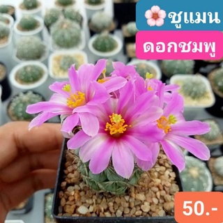 🌺🌵ชูแมน ดอกชมพู เลี้ยงง่าย ออกดอกดก แคคตัส กระบองเพชร