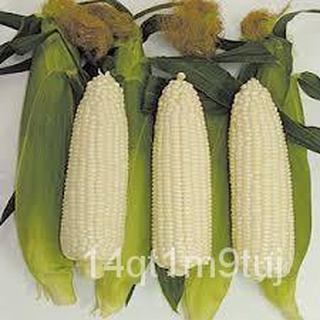 MACAPUNO WHITE CORN SEEDS - ( 40 seeds ) white macapuno / catchupoy variety向日葵/通心菜/花园/种子/裙子/上衣/木瓜/手链/帽子/儿童/ YO6X