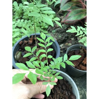 curry leaves  treeใบแกงหอมแขกพันธุ์หอมมาก