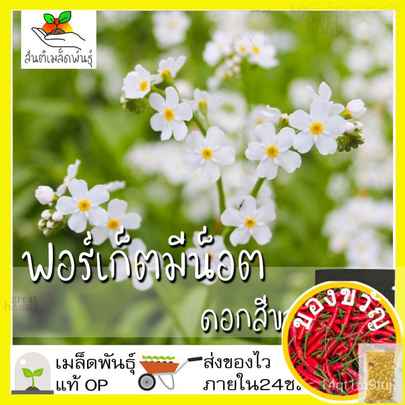 เมล็ดอวบอ้วน100-ไทยในสต็อกพร้อมส่งเมล็ดพันธุ์-ฟอร์เก็ตมีน็อต-ดอกสีขาว-100-เมล็ด-white-forget-me-not-เมล็ดพันธุ์แท้-นำเ